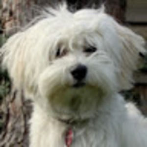 Meet your Posher, Chase